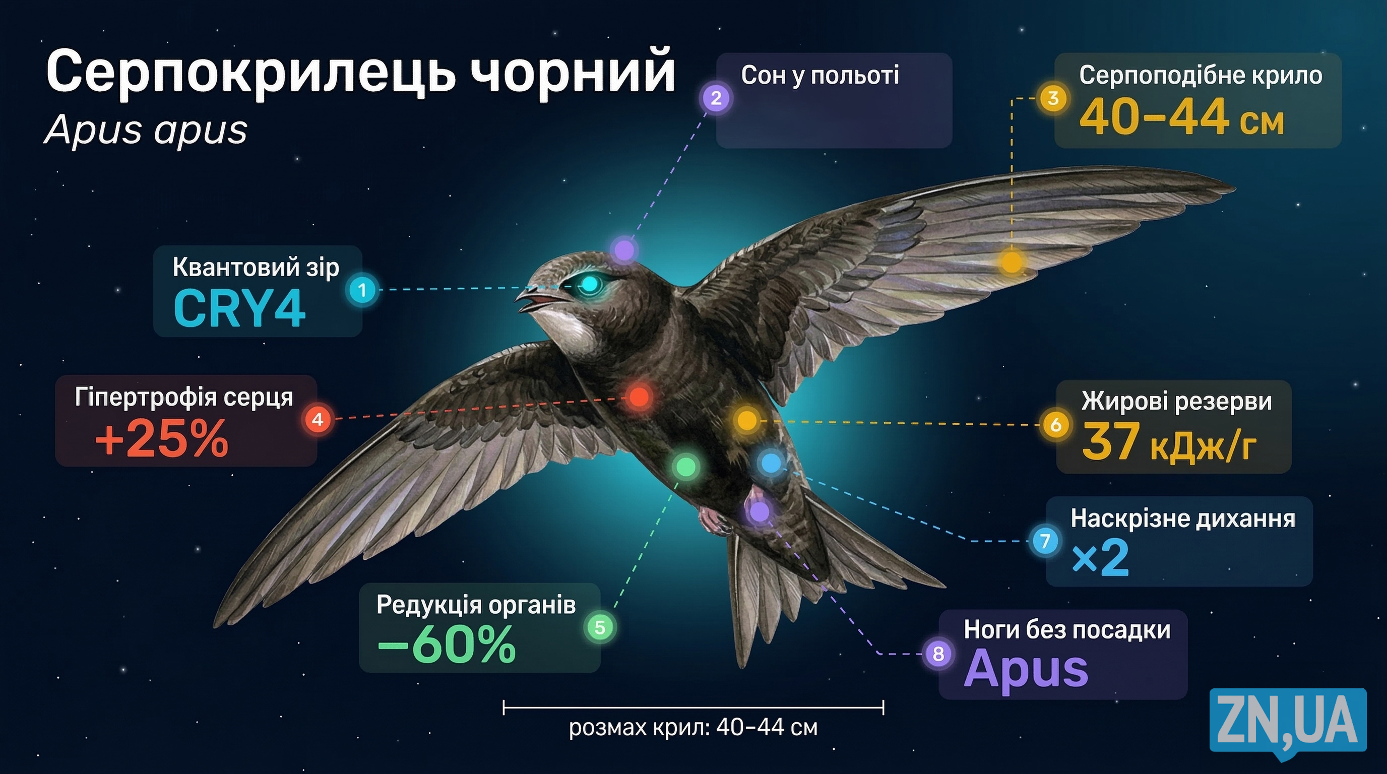 Серпокрылец черный Серпокрылец черный